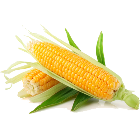 Organic Sweet Corn