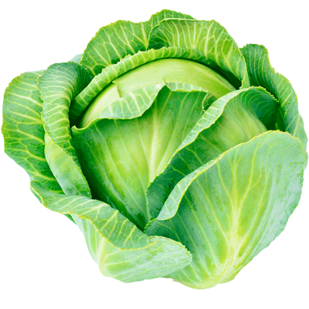 Cabbage